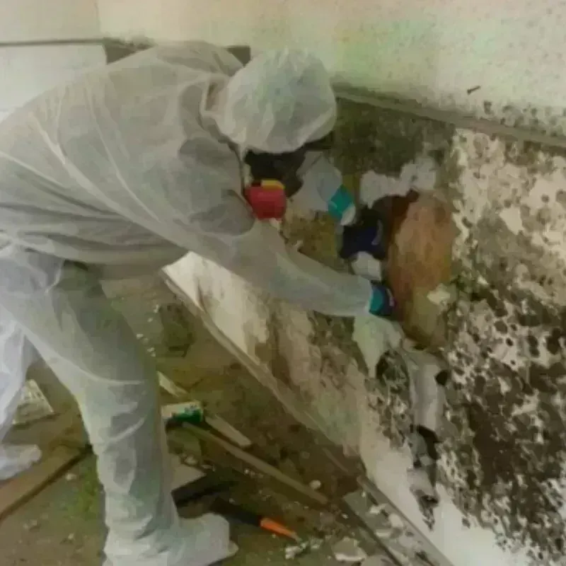 Mold Remediation and Removal in Aldine, TX